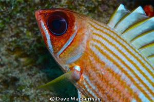 A colorfull close up with outstanding definition of the e... by Dave Wasserman 